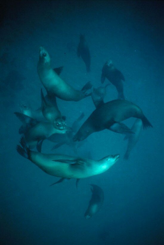 650px -Sealions _300